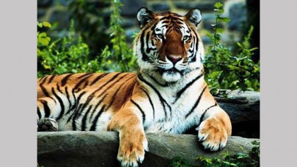 Scarcity of males behind decline