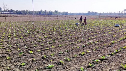Low paddy prices impel farmers to cultivate tobacco in Lalmonirhat 
