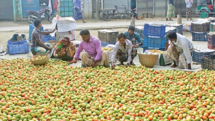 More land brought under tomato cultivation