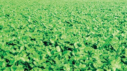 57,441 tonne mustard production target set in Rangpur region