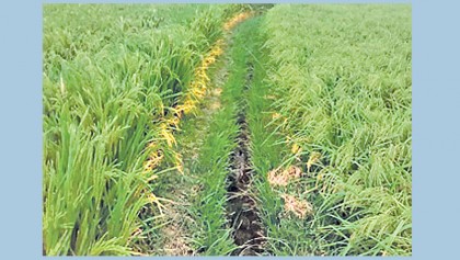 Five lakh tonnes of Aush rice produced in Rajshahi