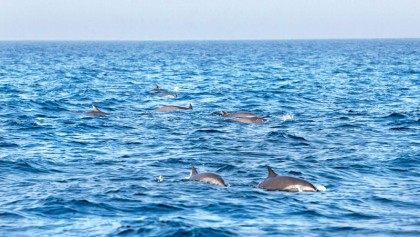 Nature’s treasure trove in Bay