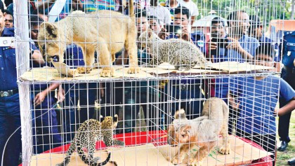 4 leopard babies, lion cubs seized