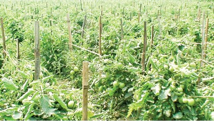 Farmers expect bumper vegetable production in Laxmipur shoal areas 