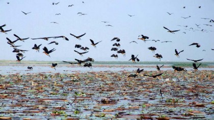 Two teams leave to count wetland birds