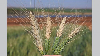 Five southwestern districts advised 
not to go for wheat farming