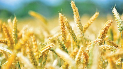 20,000 hectares come under wheat cultivation