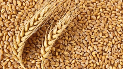 Growers happy with good wheat yield 