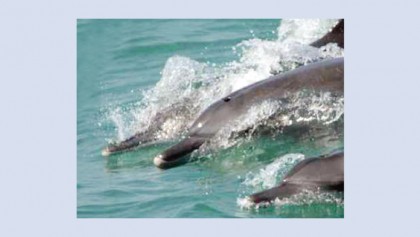 Exhibition on marine wildlife begins at BSA today