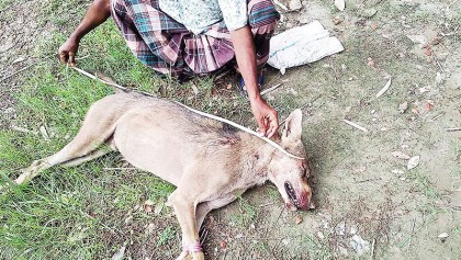 Rare wolf killed
