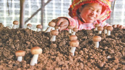 Farmers increase income by planting almond mushrooms