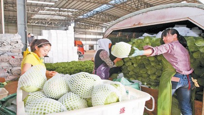 Yunnan Plateau vegetables popular on global markets