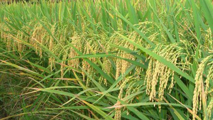 Zinc-enriched rice increases disease resistant capacity: Experts