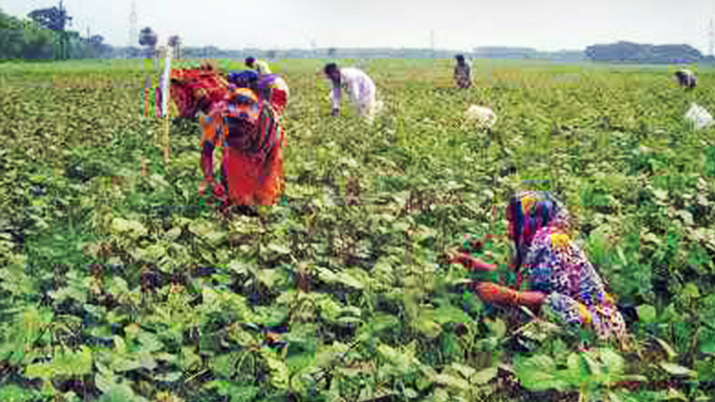 Mung bean farming makes rural women self-reliant in Rajshahi