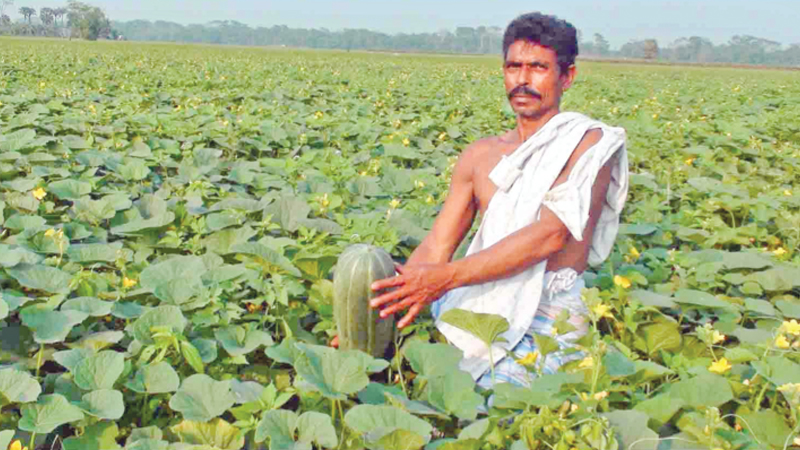 Farmers happy over bumper muskmelon yield