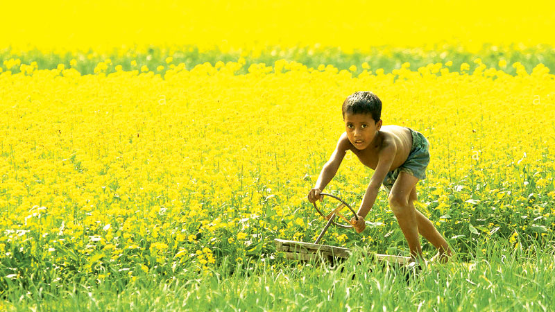 Farmers to produce 2 lakh tonnes of mustard seed in Rajshahi