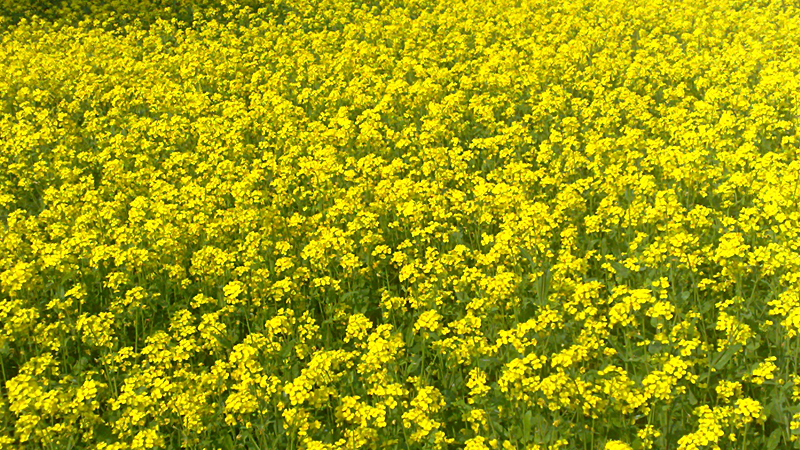 Farmers dismayed by falling mustard prices