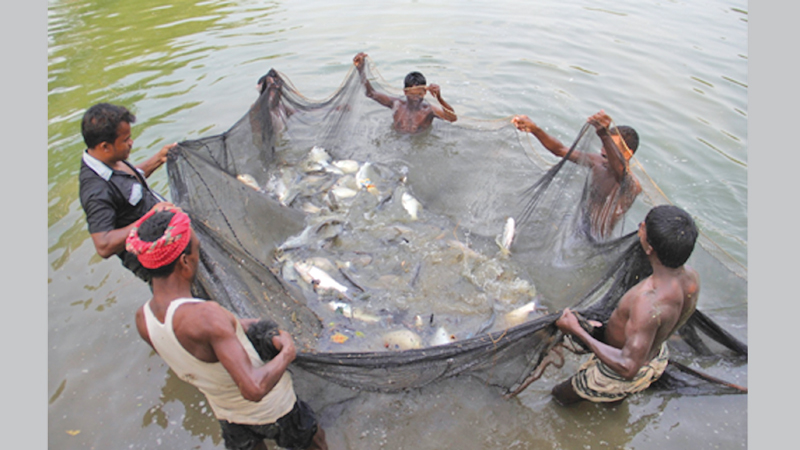Protecting native fish crucial