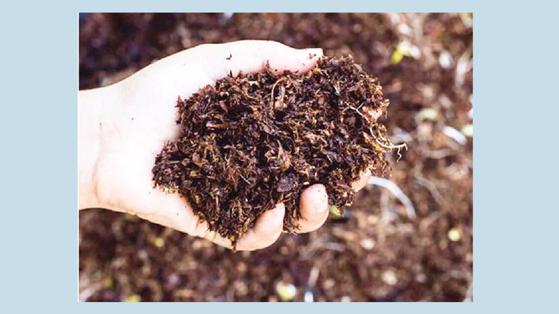 Vermicompost organic fertiliser gains popularity