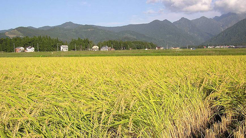 T-Aman farming progresses fast in Gaibandha