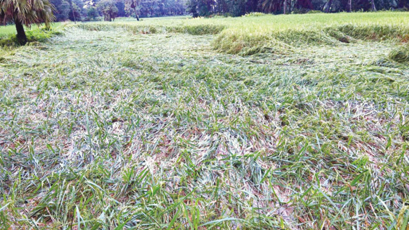 Rain wreaks havoc on paddy