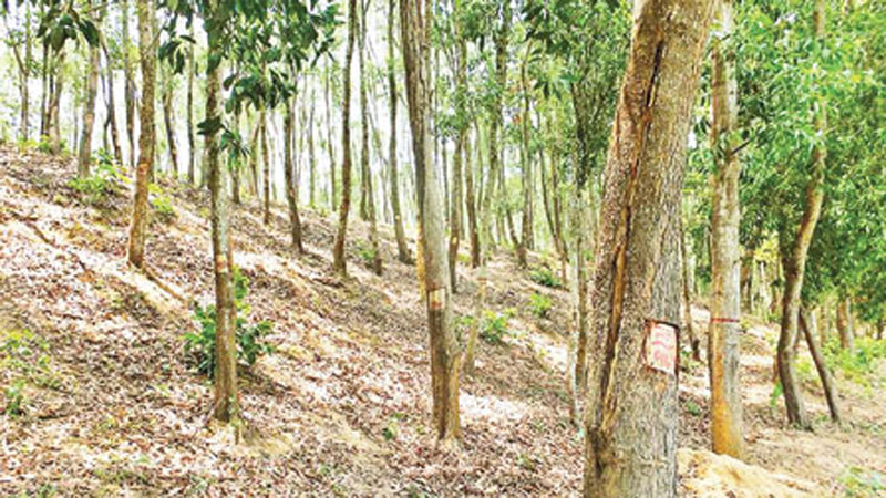 Participatory afforestation brings boon for grassroots 