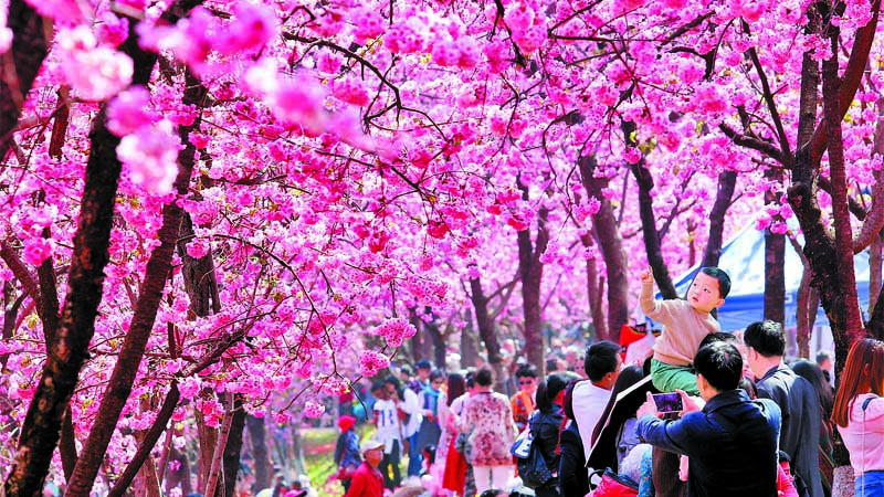 Yunnan enters a season of flowers 