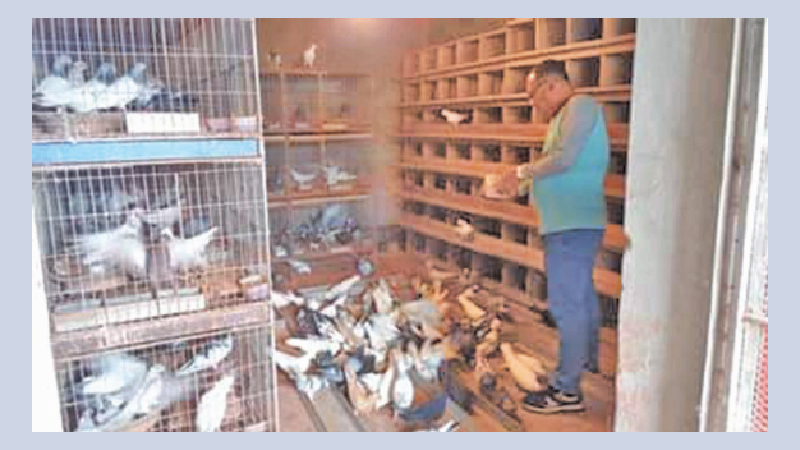 Man holds rare fascination for pigeons in Kushtia