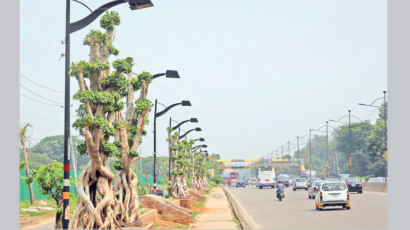 Govt suspends planting of 
bonsai along Airport Road