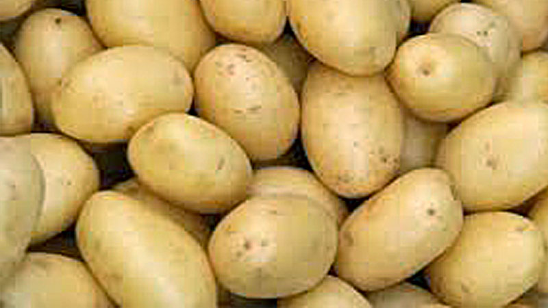 Farmers achieve record potato production 
