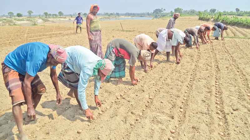 Farmers start sowing potato  to recover  losses 