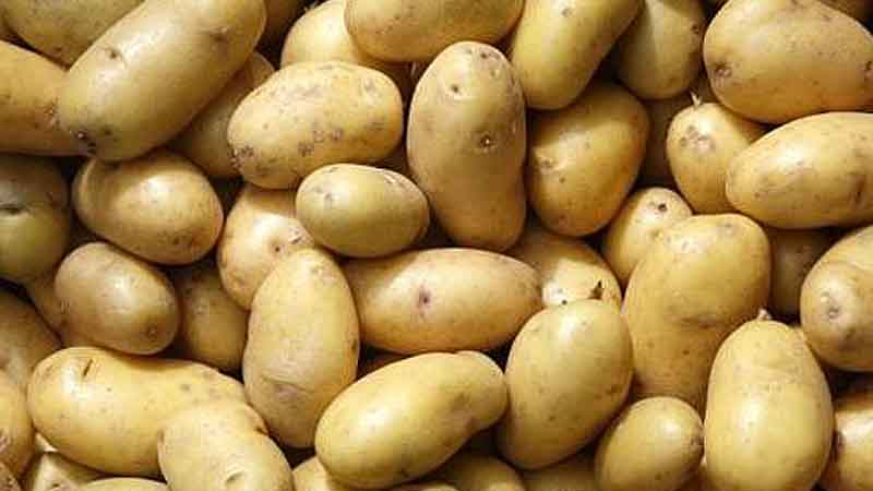 Bumper potato yield likely as farming target exceeds