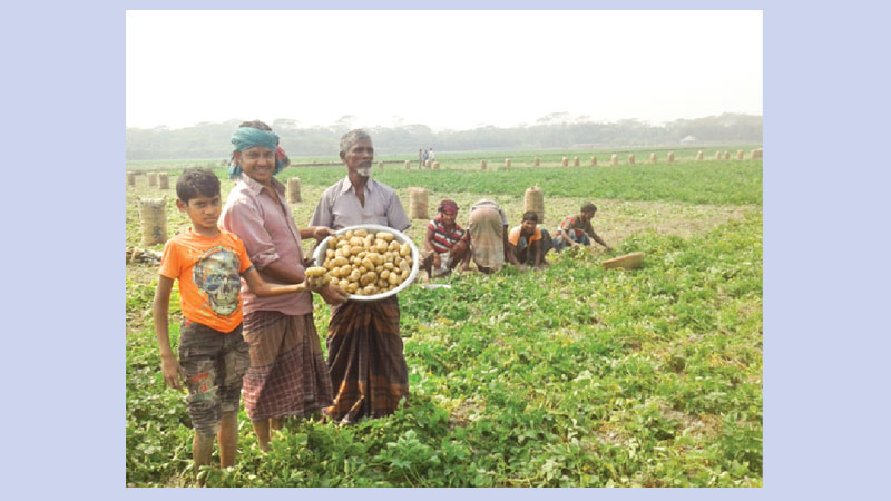 Price fall worries potato growers in Bhola