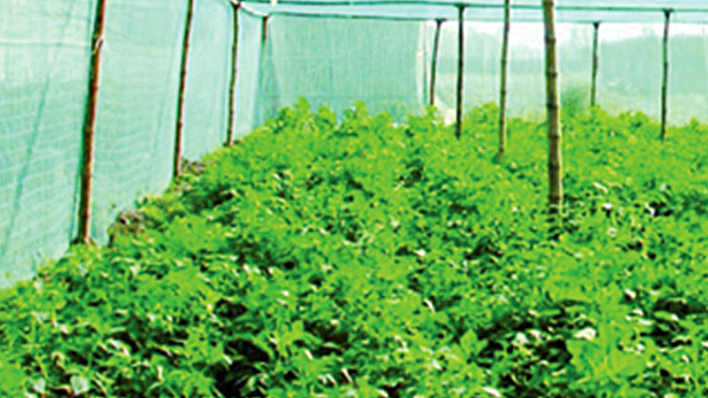 Seed-potato farming in enclosure gains popularity 