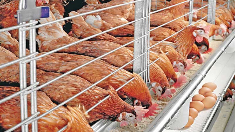 Khulna poultry farms battle rising costs