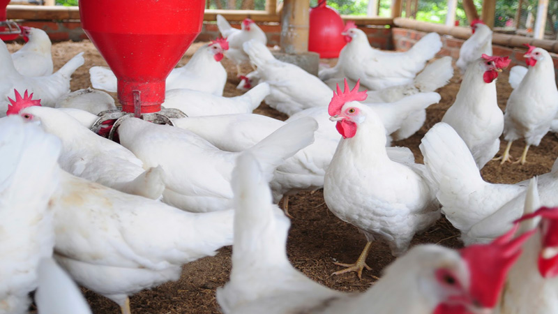 Hike in prices of materials hits poultry farms in north