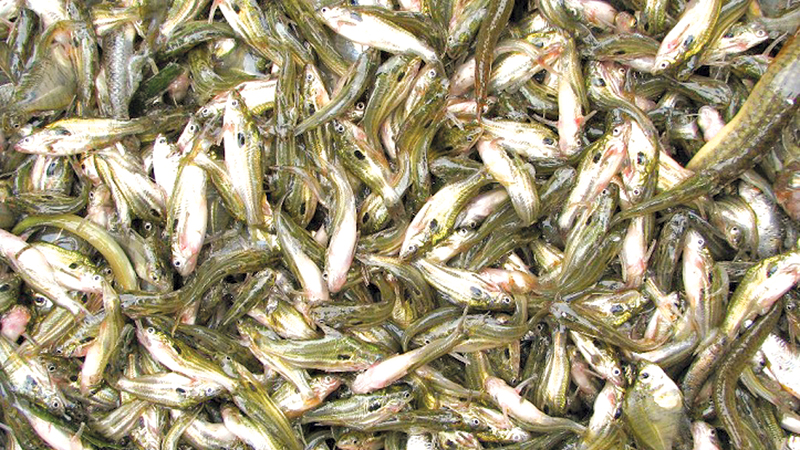 Experts for protecting local fish to increase production