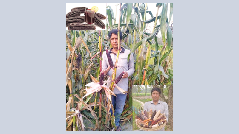 Nilphamari farmer starts purple corn cultivation