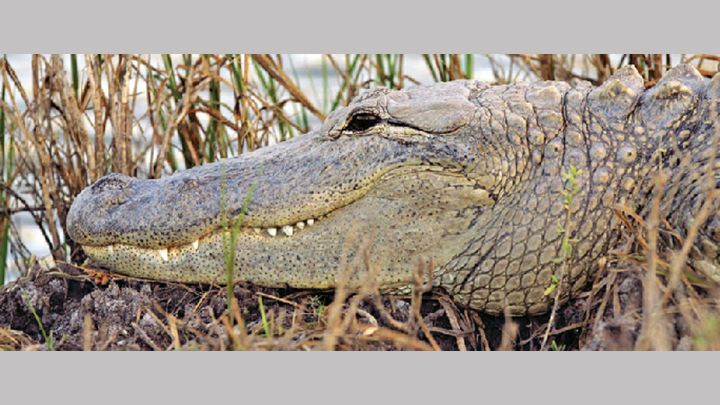 It is surprisingly rare for an alligator to kill a person
