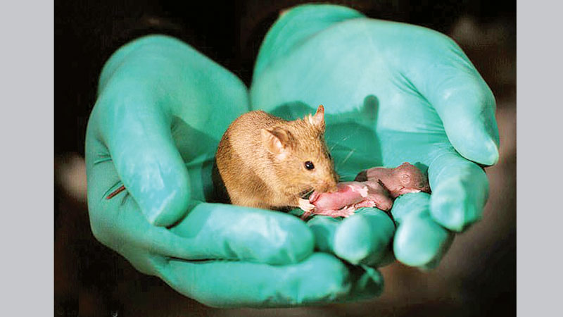 Scientists produce babies from same-sex mice pairs
