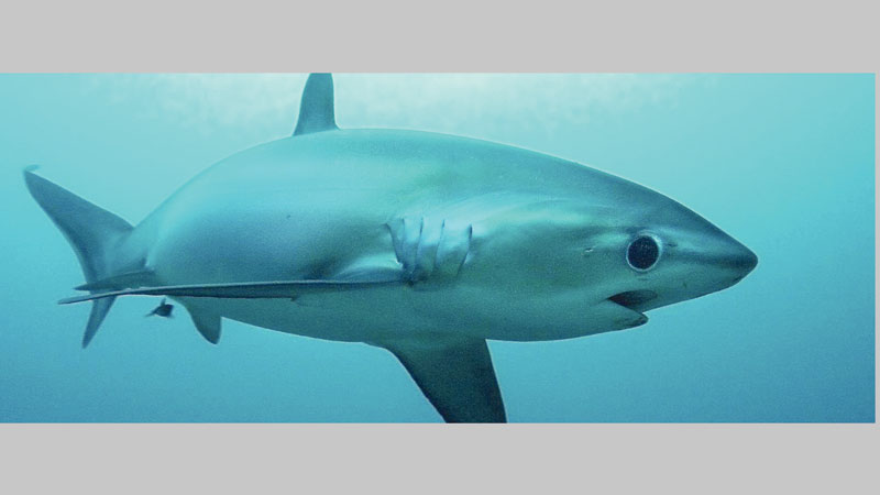 Sharks are helping the Philippines recover from a typhoon