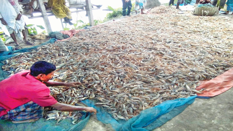 Shrimp poisoned