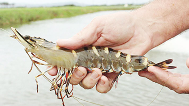 MoU signed to boost black tiger shrimp production