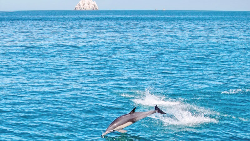 World’s smallest porpoise nearer extinction in Mexico