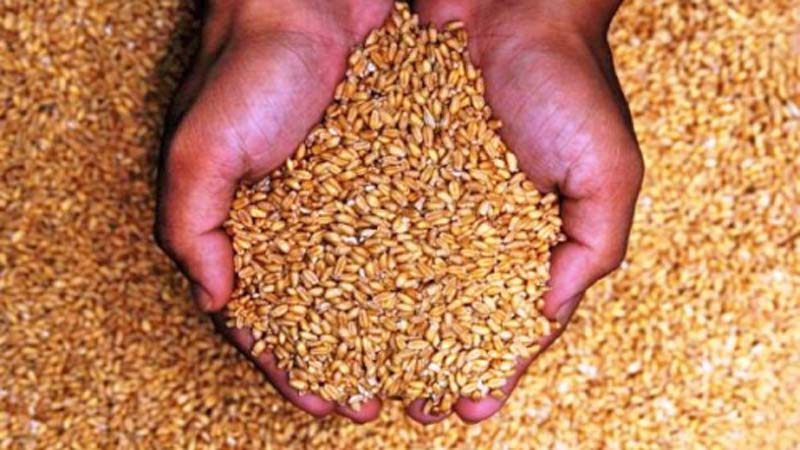 MP resists storing Brazilian wheat in Kushtia godown