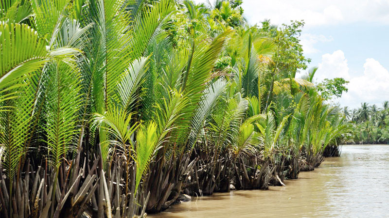 Coronavirus: Tourist gatherings banned in Sundarbans 