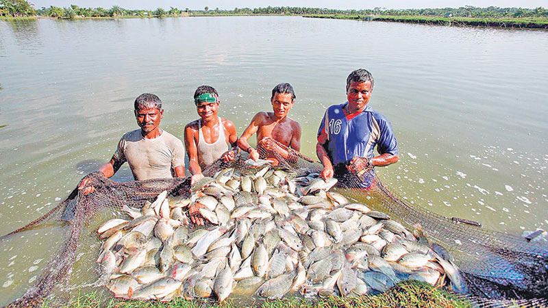 Rajshahi division attains surplus fish production