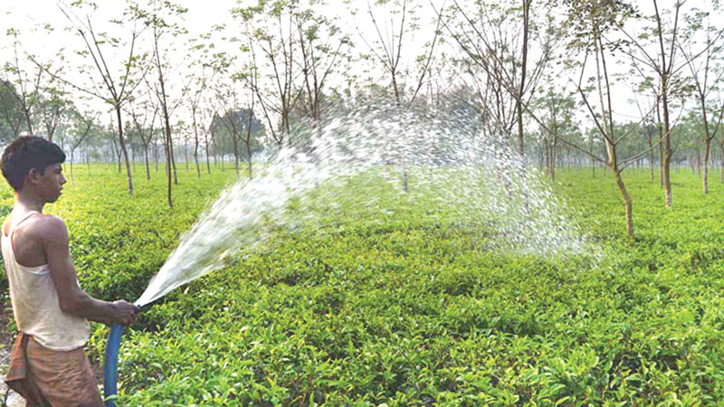 Thakurgaon’s tryst with 
tea cultivation