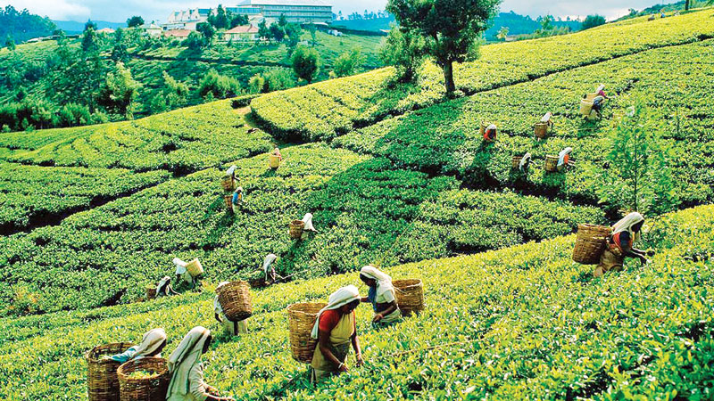 Malaria in Bangladesh tea estate perspective