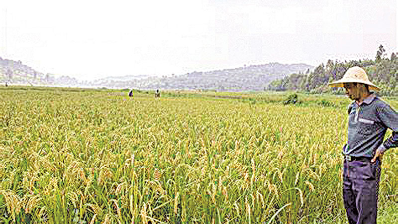 New technology to  
increase crop yield  
